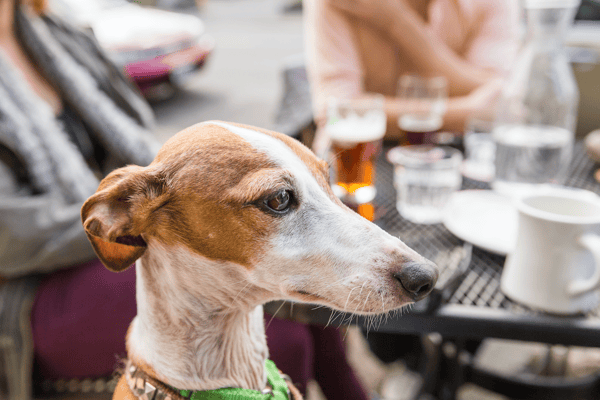 Dog at Restaurant Patio