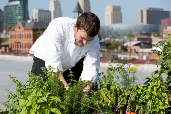 Chef picking herbs